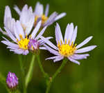 Tatarian aster